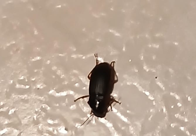 Harpalus rufipes?